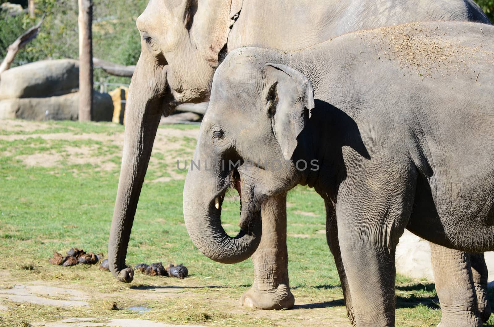 elephants