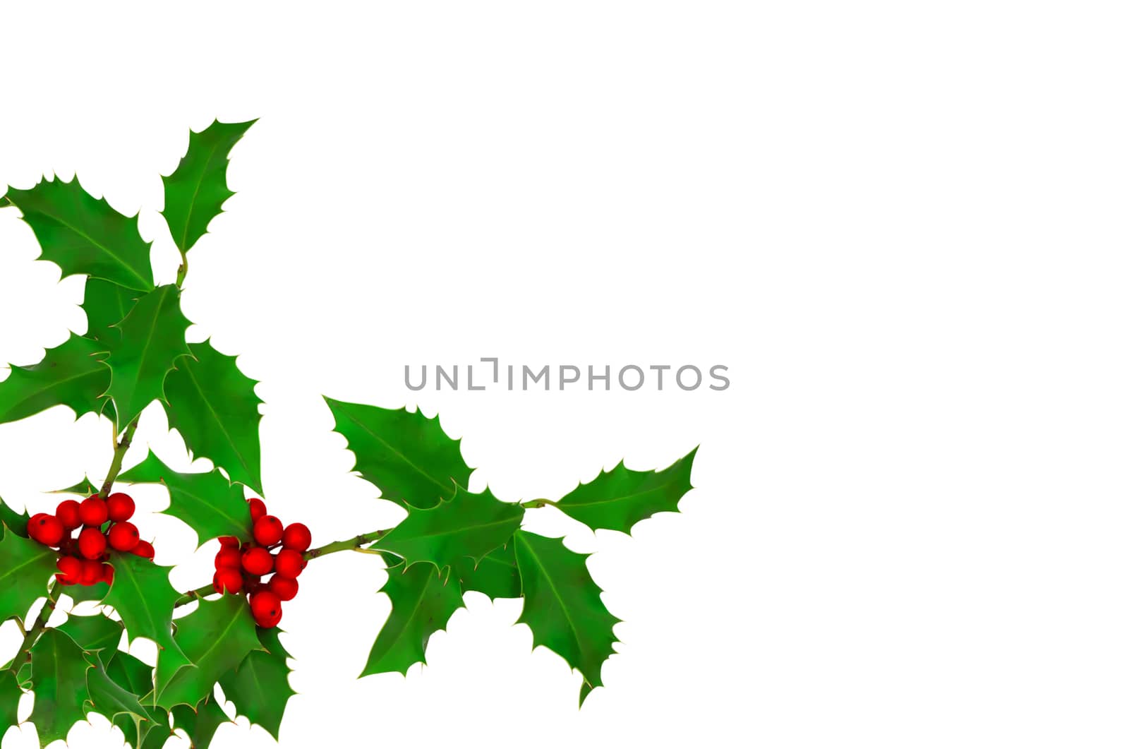 holly branches by anvodak