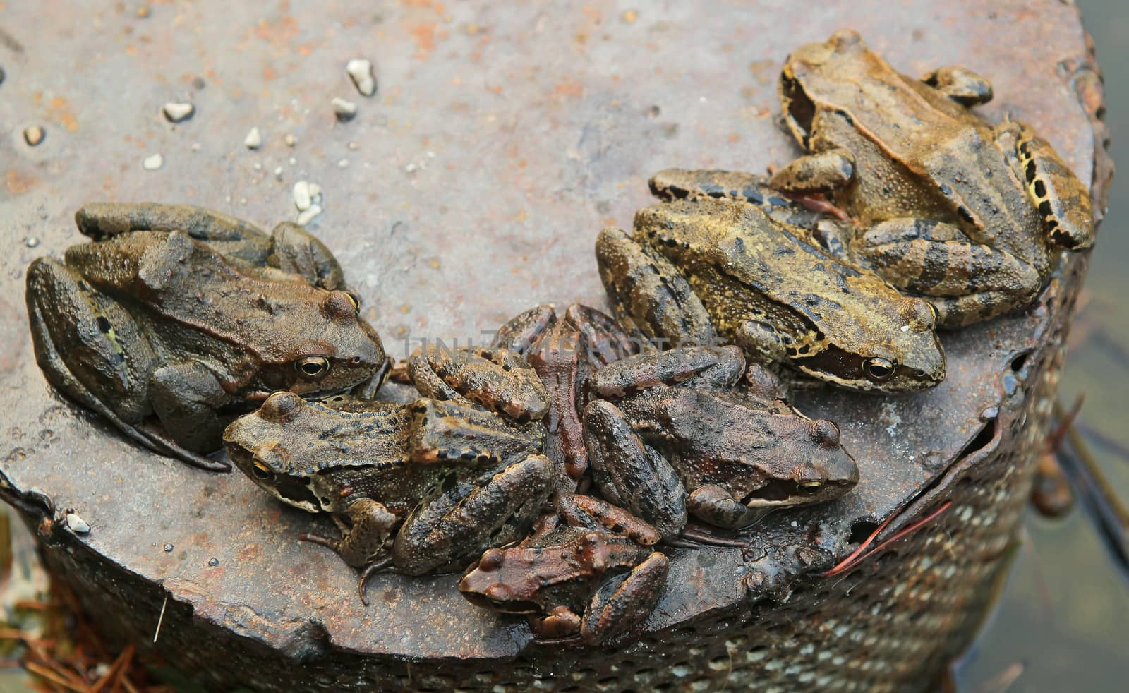 group of toads sitting on a metal plate