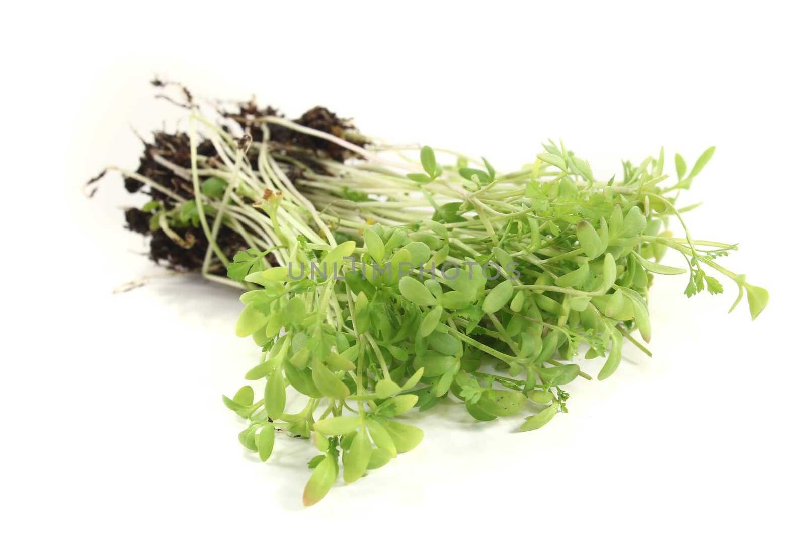 green garden cress on a light background