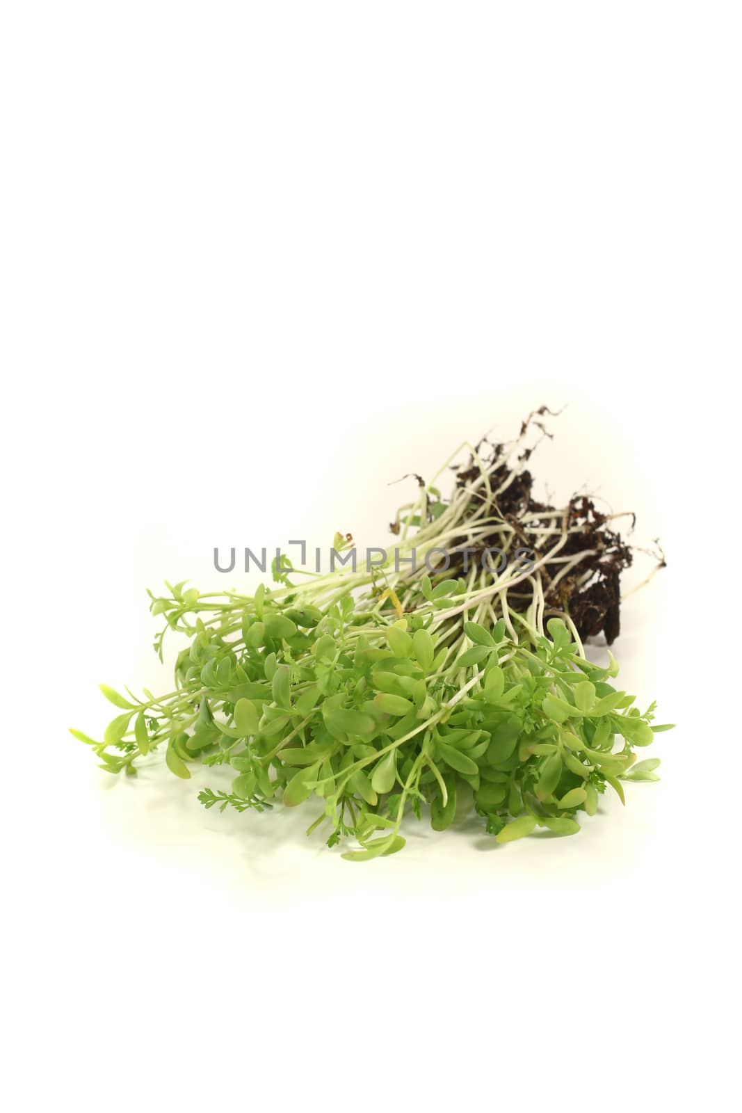 fresh garden cress by discovery