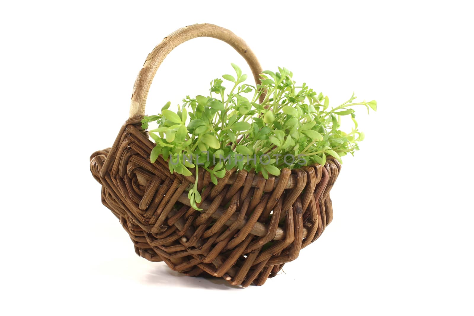green garden cress in a basket on light background