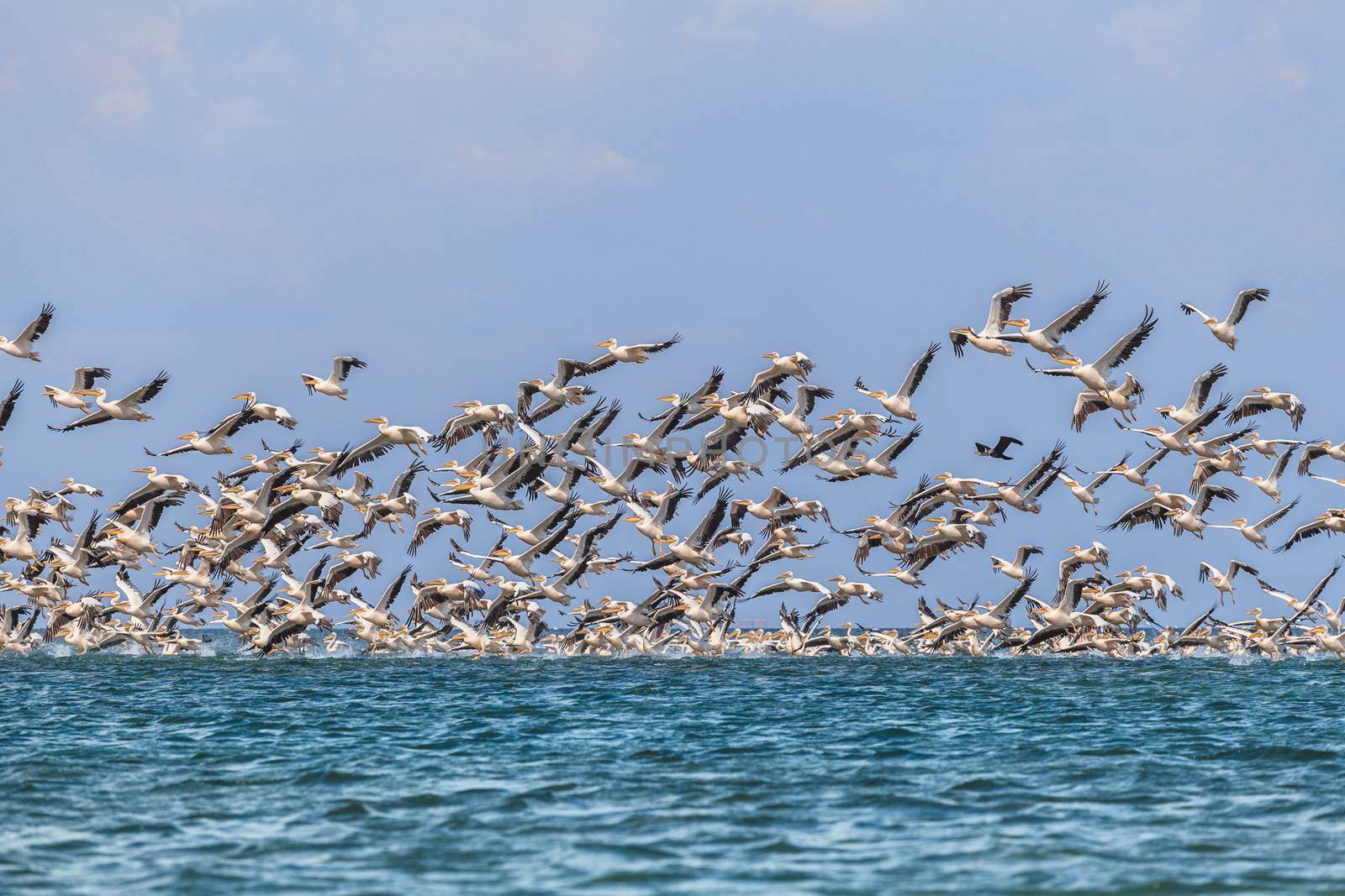 migration of pelicans by fogen