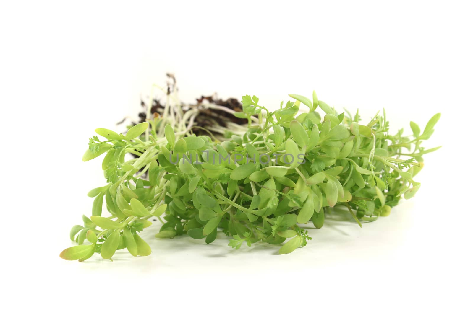 fresh green garden cress on a light background