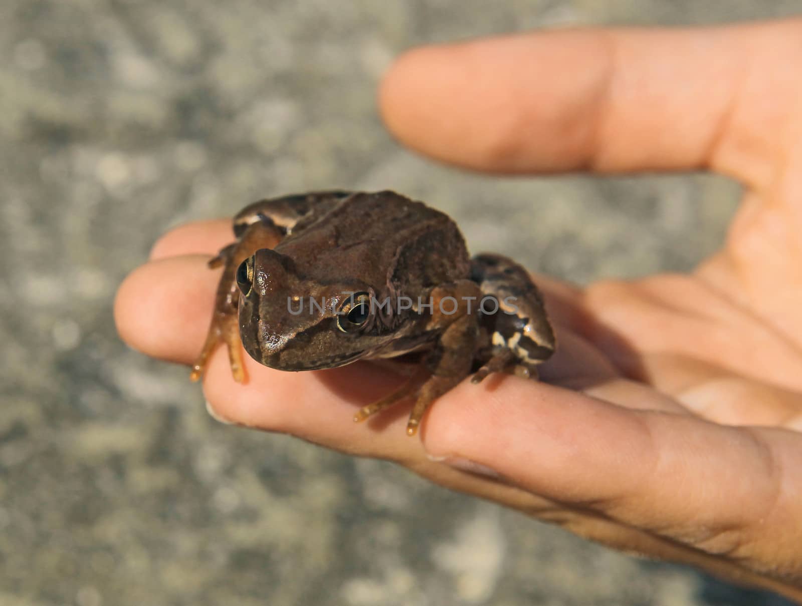 toad sitting on a hand of a boy