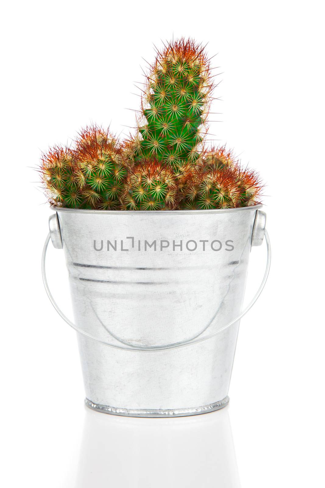 succulent cactus in a metal bucket, on white background