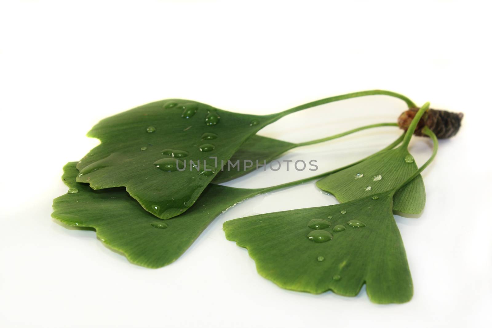 green ginkgo leaves against white background