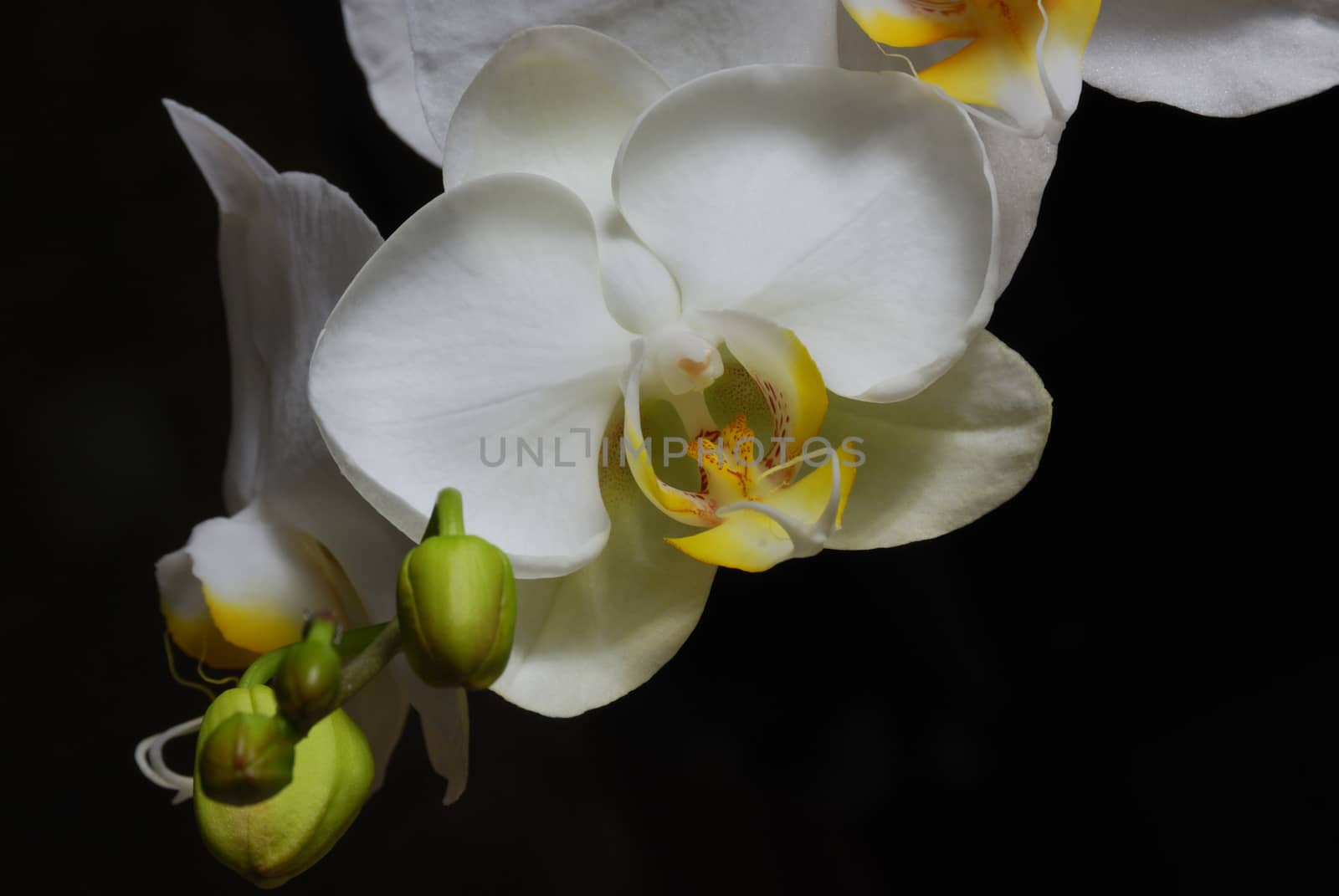 White orchids against a dark background