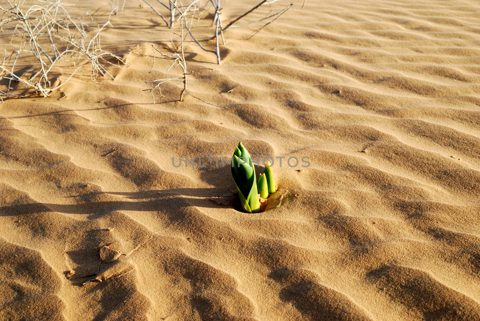 Green plant in the sandy desert. Taken in desert Negev, Israel.