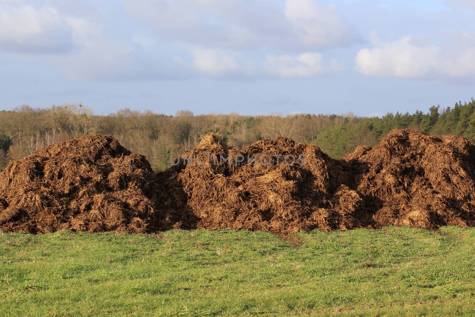 spreading a bunch of farm manure for organic agriculture