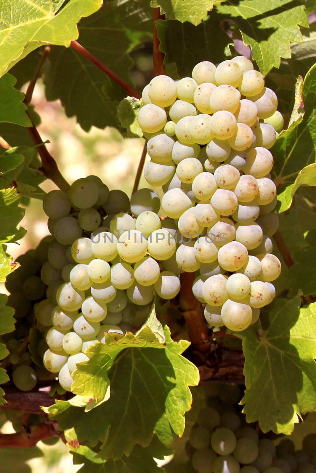 bunches of grapes on vines in a vineyard before harvest