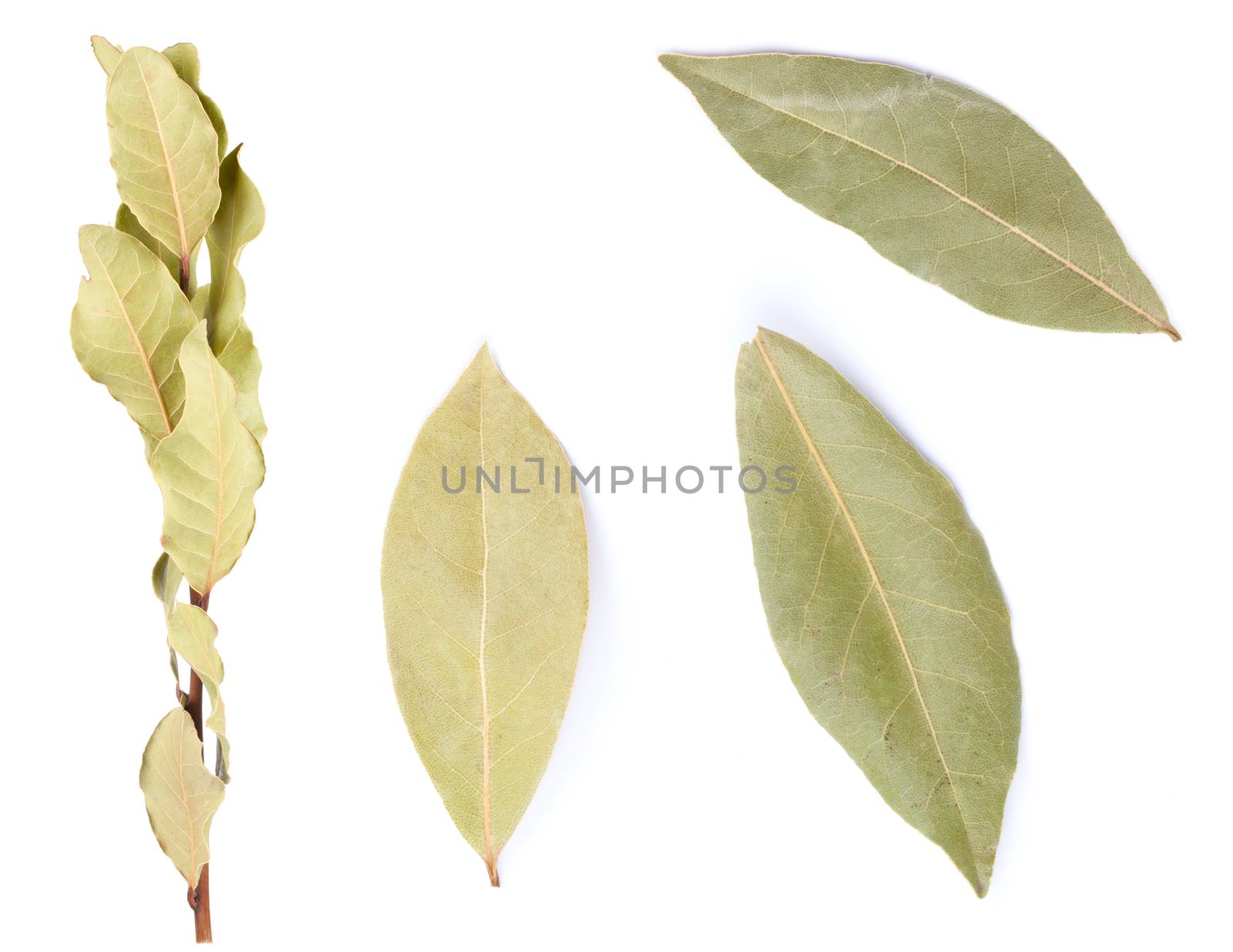 Dried bay leaves isolated on white