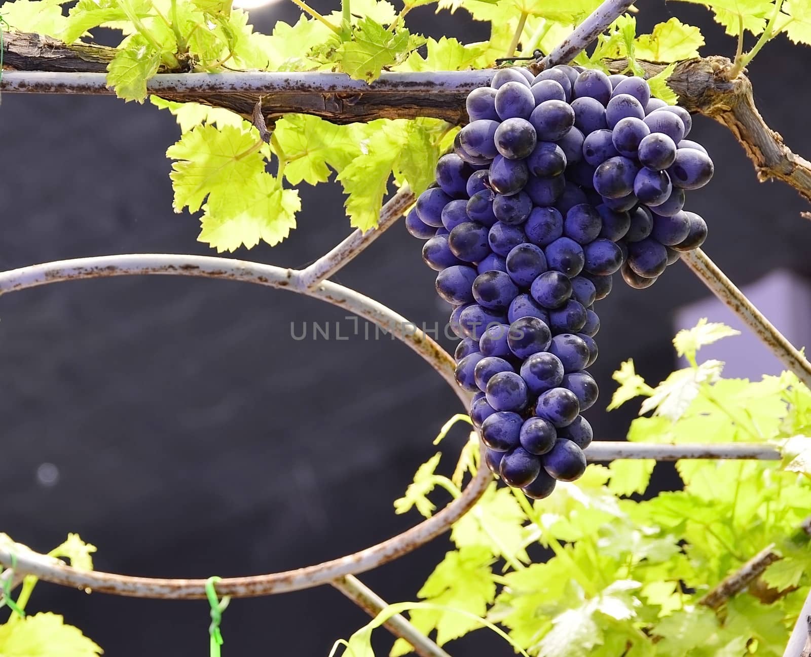 purple red grapes with green leaves on the vine. fresh fruits