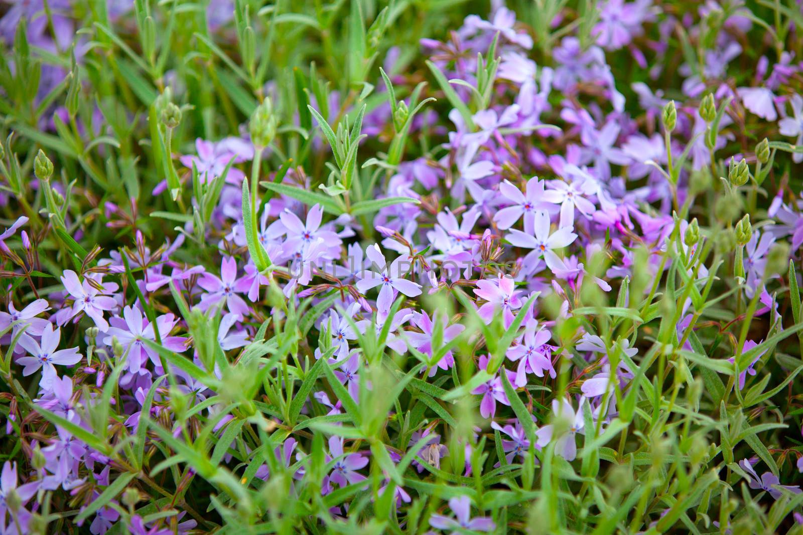flower bed with blooming scilla flowers (Chionodoxa sardensis)