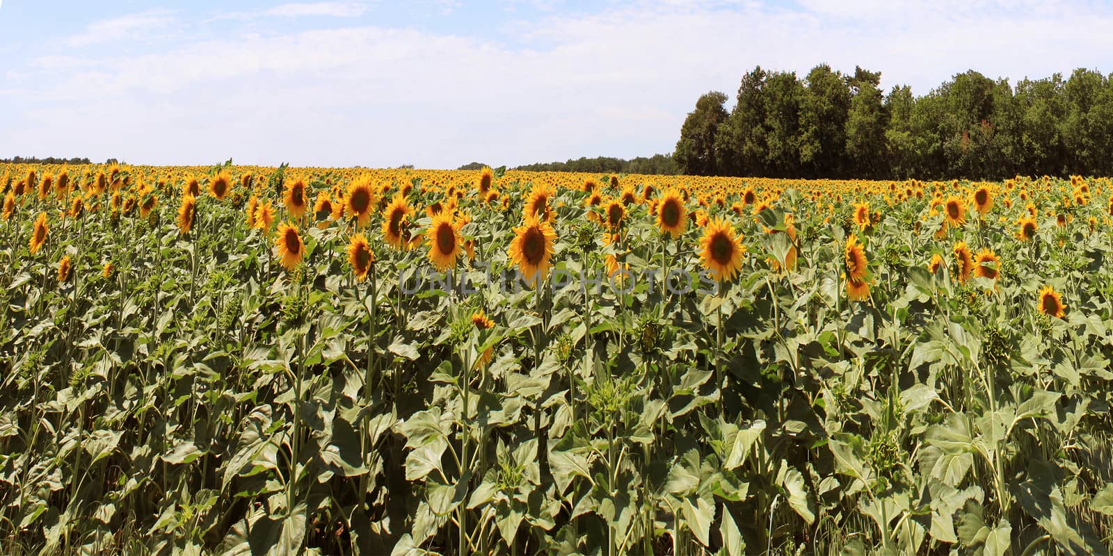 a field of sunflowers in view