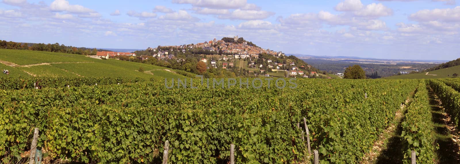 Grape harvest by 26amandine