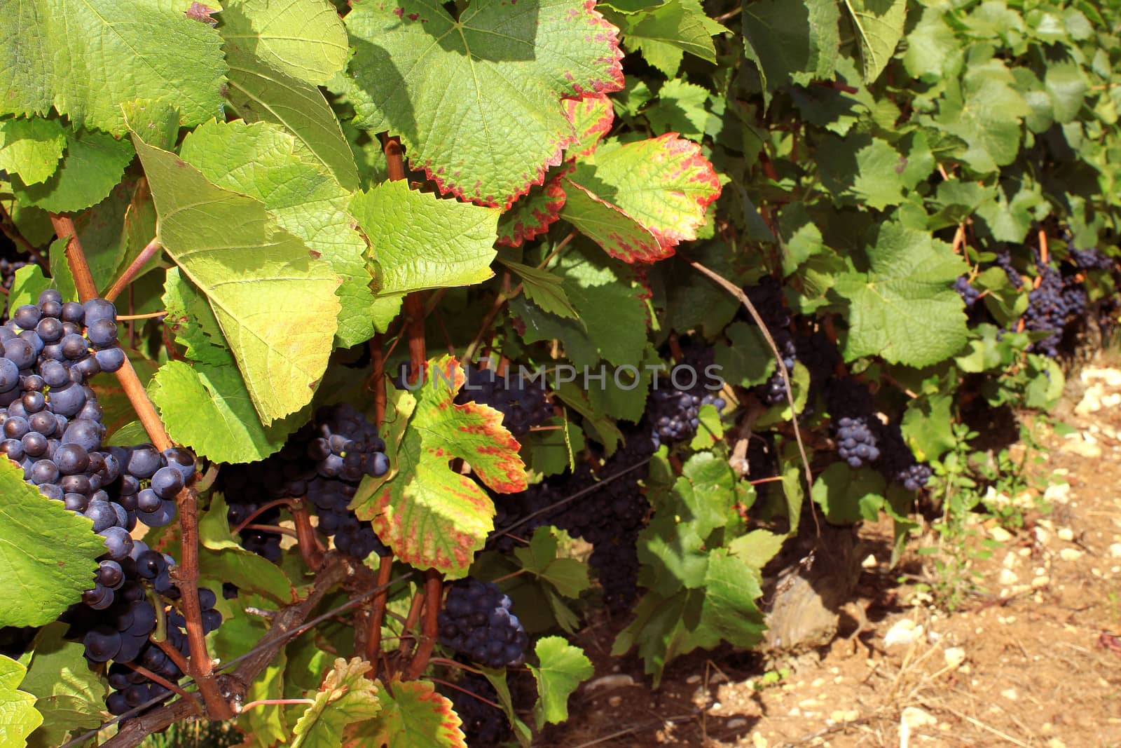 Photo of vines during the harvest of the vineyards of Sancerre