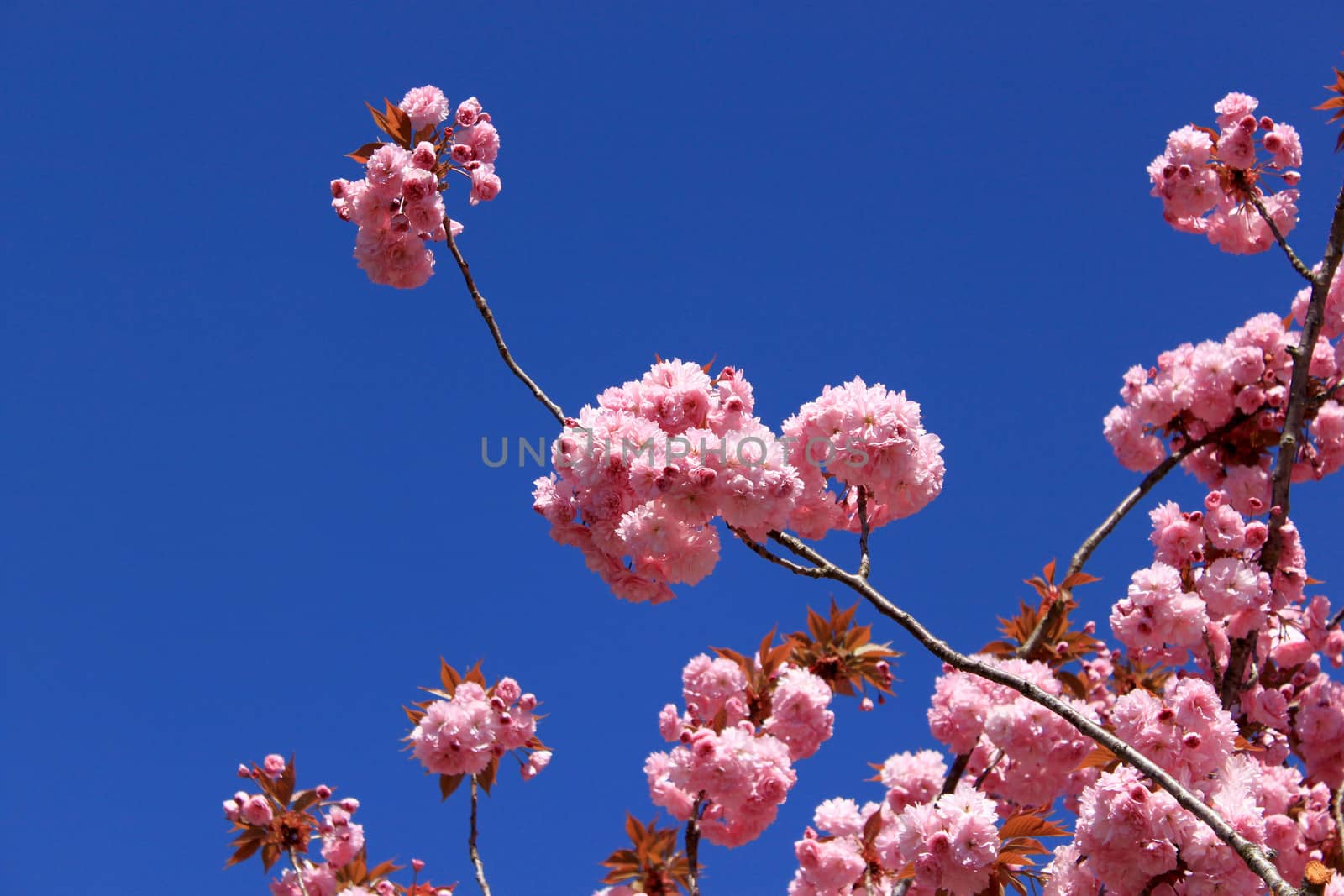 a tree in spring with flowering pink flowers and the appearance of the pistil on a background of blue sky