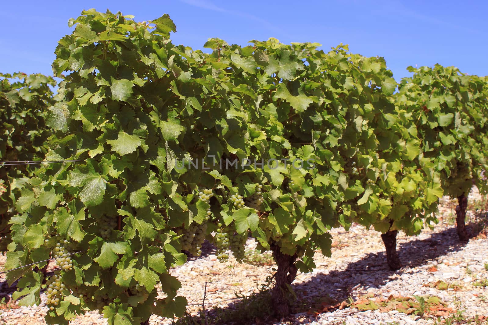 bunches of grapes on vines in a vineyard before harvest