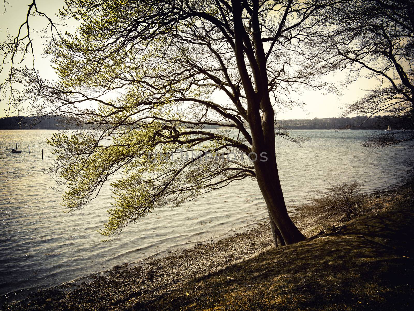 Beech tree by the sea retro by ABCDK