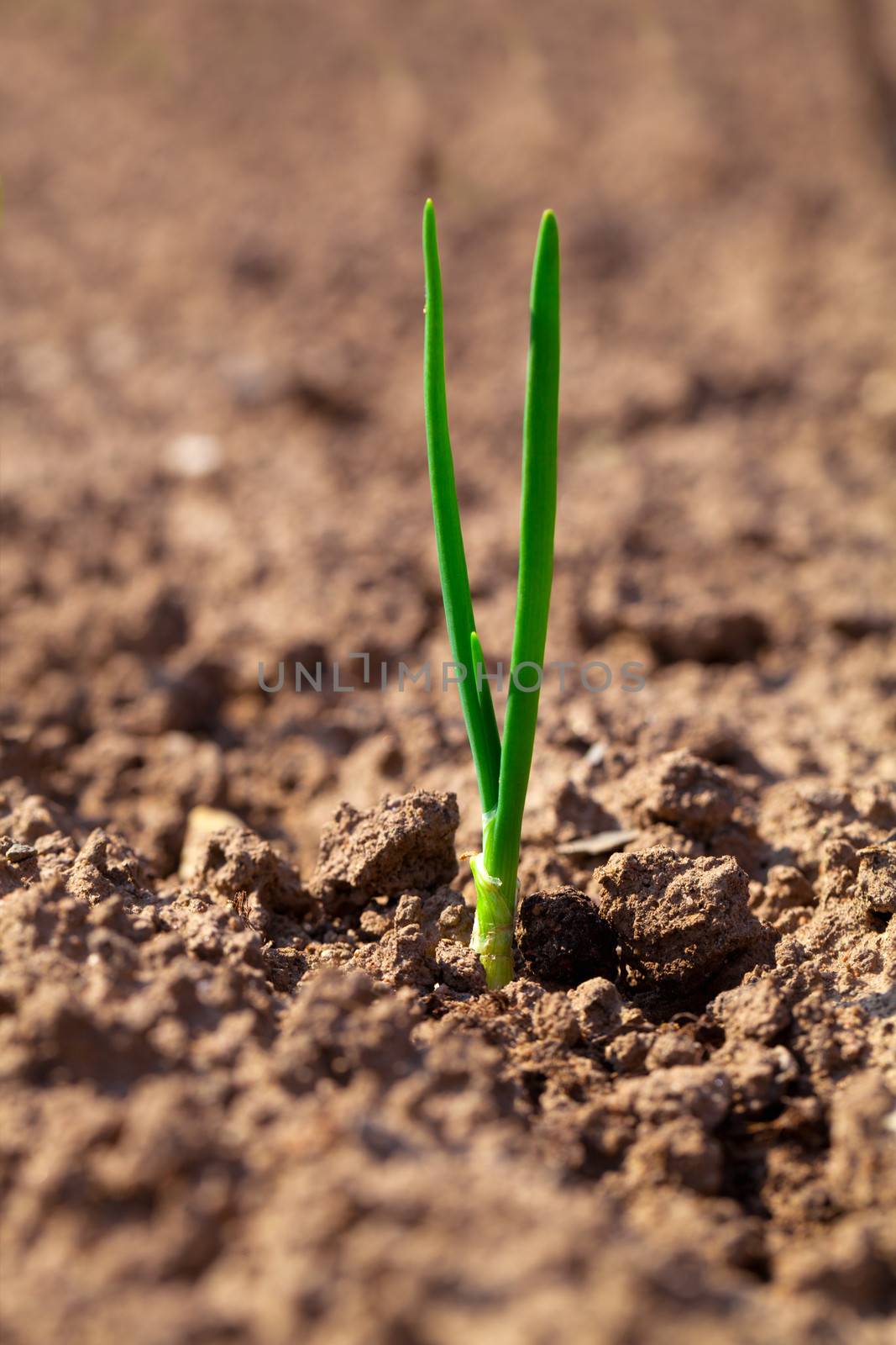 small onion growing in soil