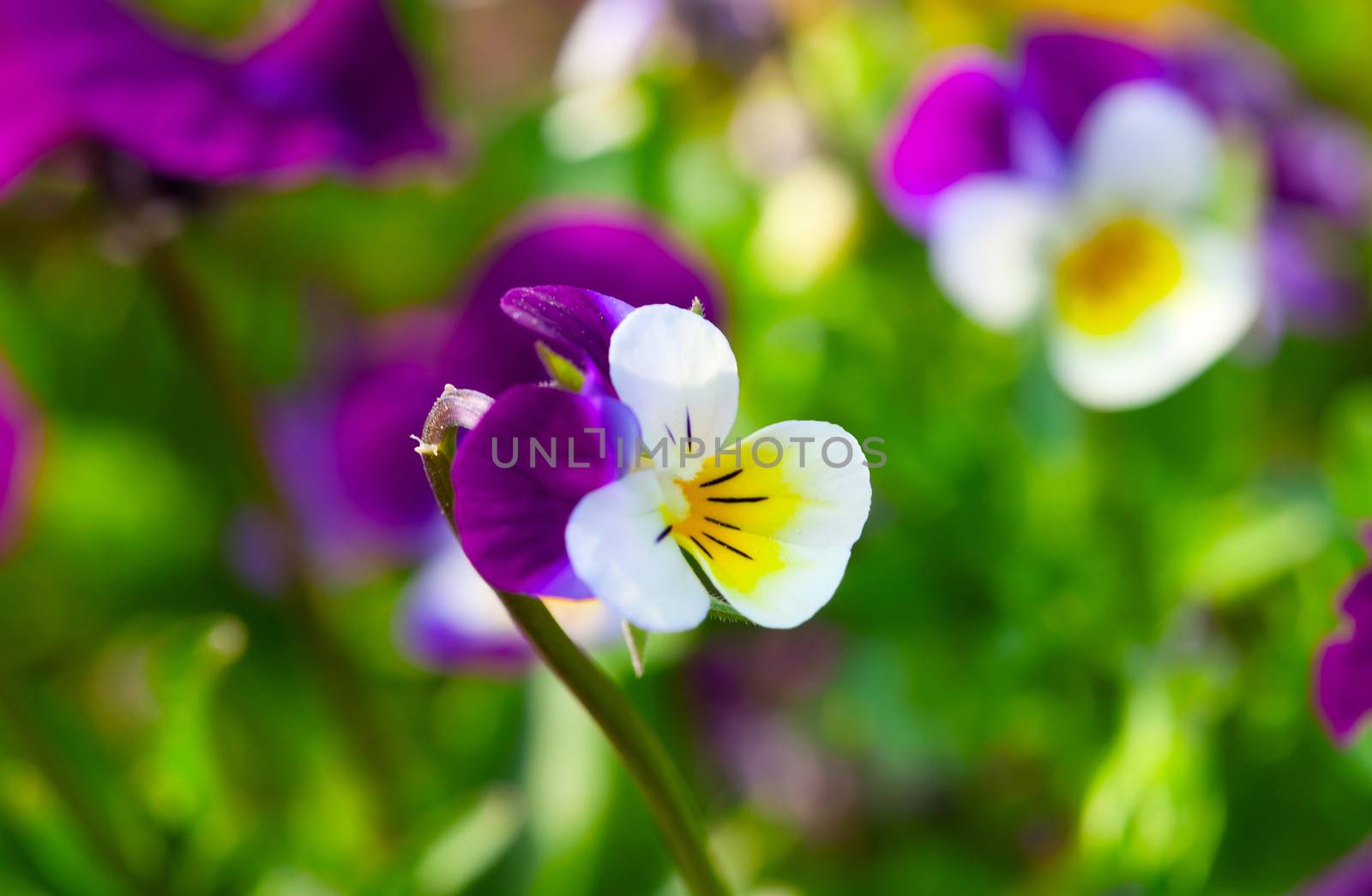 Violas or Pansies Closeup in a Garden