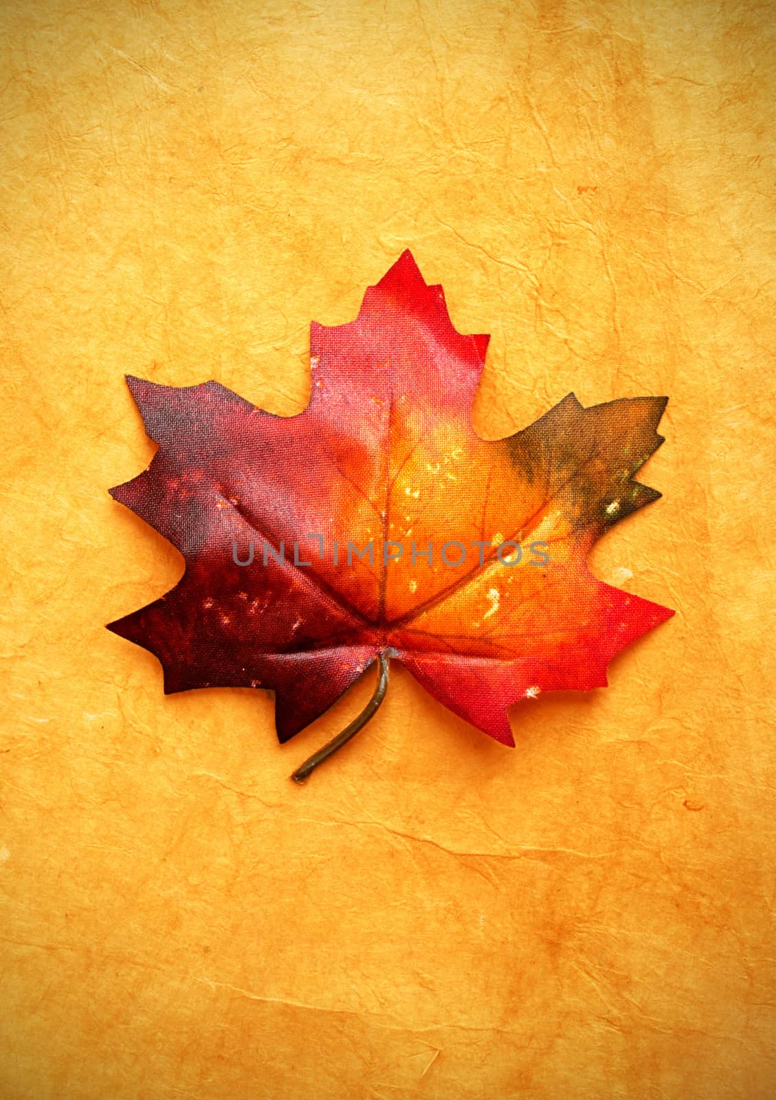 Autumn leaf  by unikpix