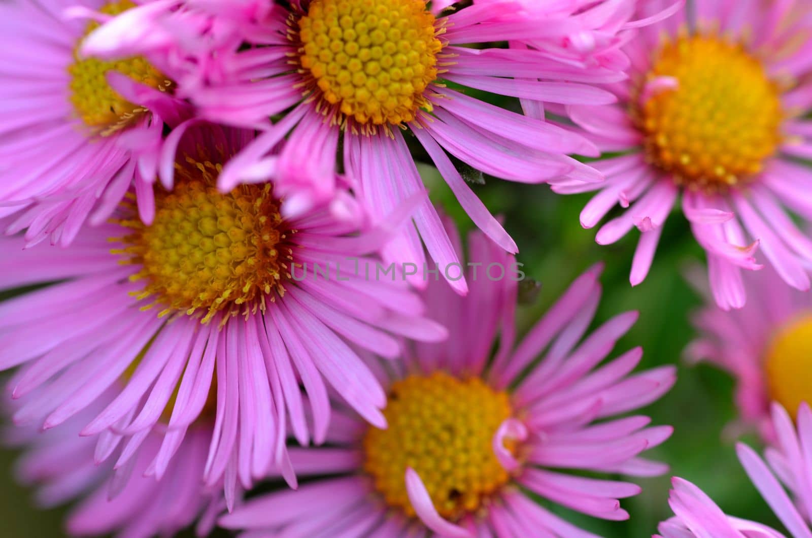 Pink flowers at a park in Belgium.