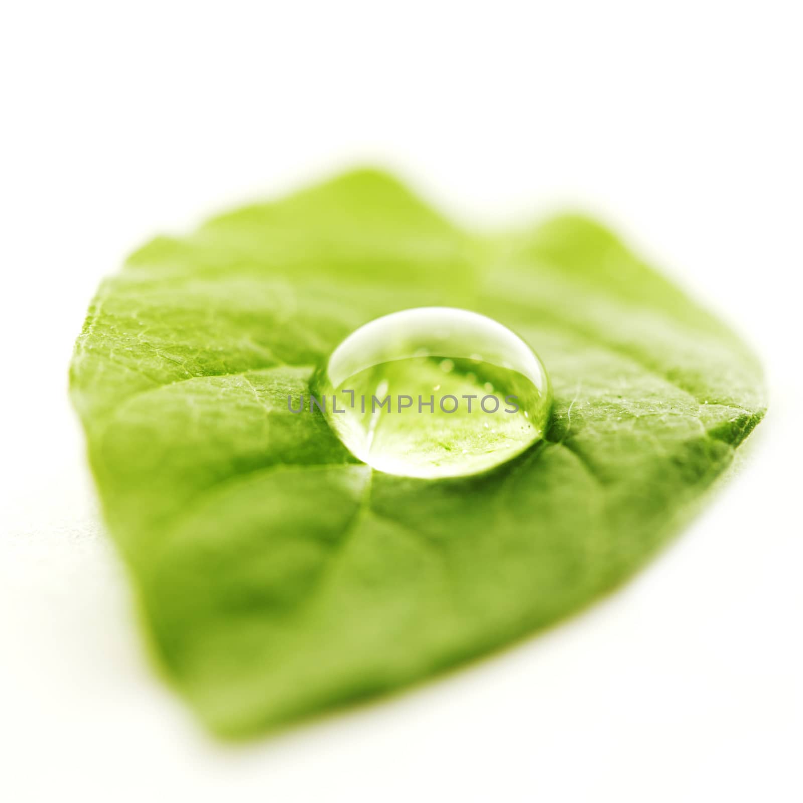 Water drop on leaf isolated on white background macro