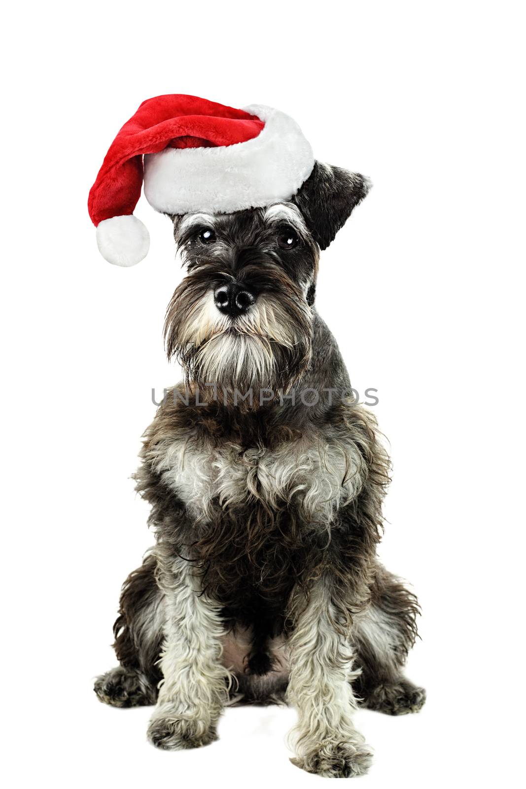 A six month old salt and pepper minature schnauzer isolated against a white background wearing a Christmas hat.
