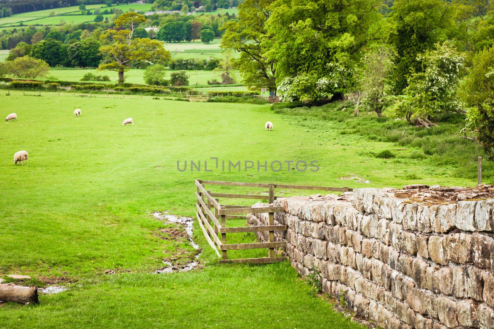 Preserved section of Hadrian's Wall in Northumberland, UK