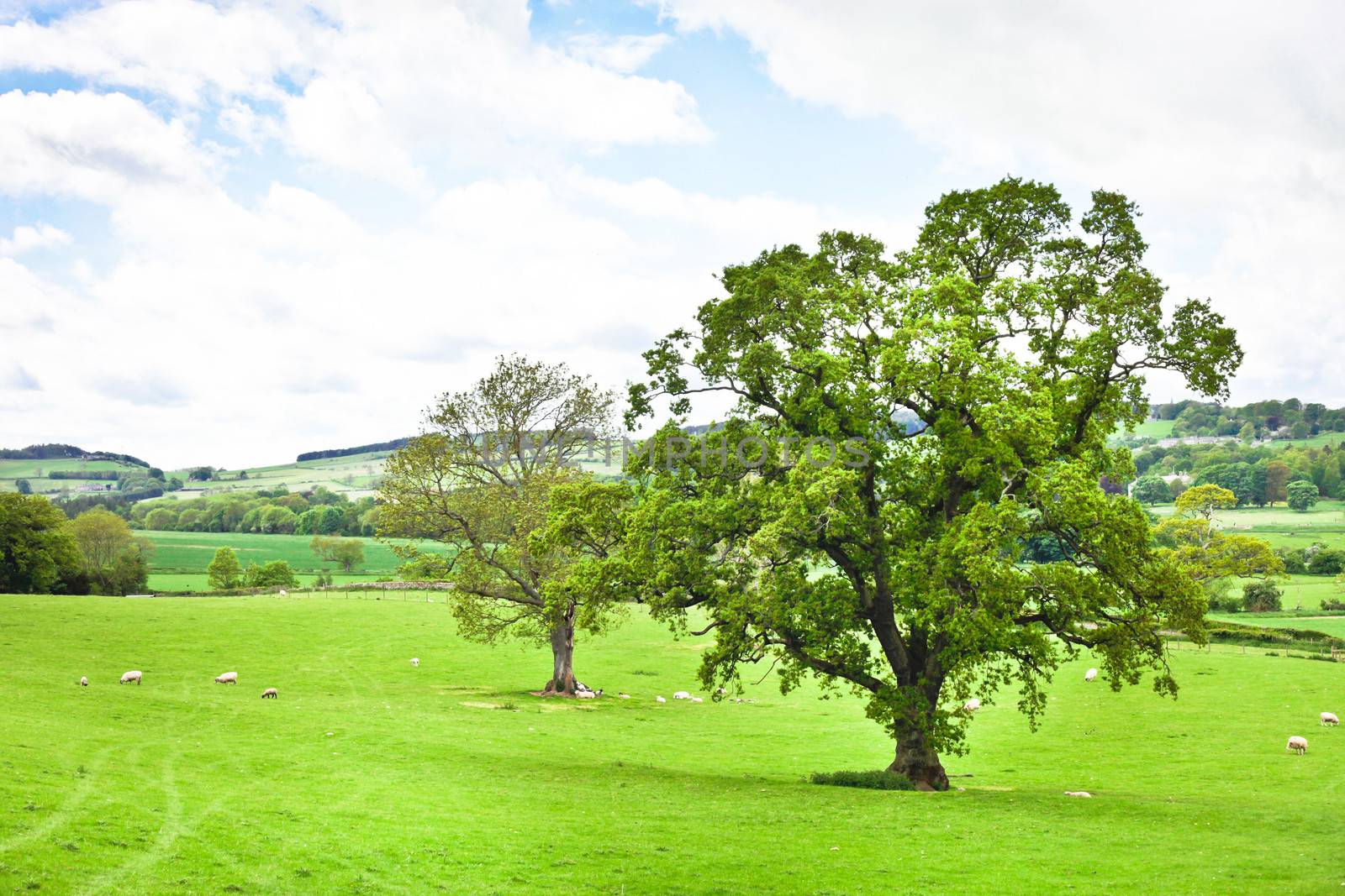 A vibrant landscape image in Northumberland, UK