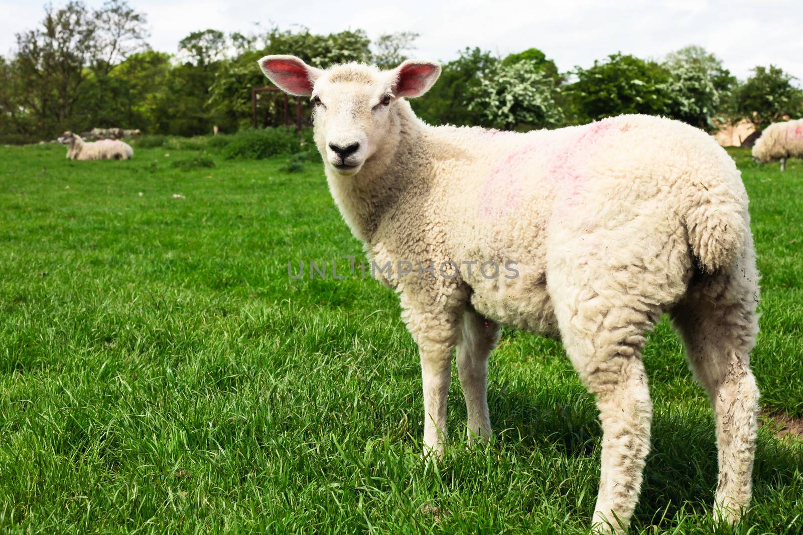 A young sheep in a lush green field in England