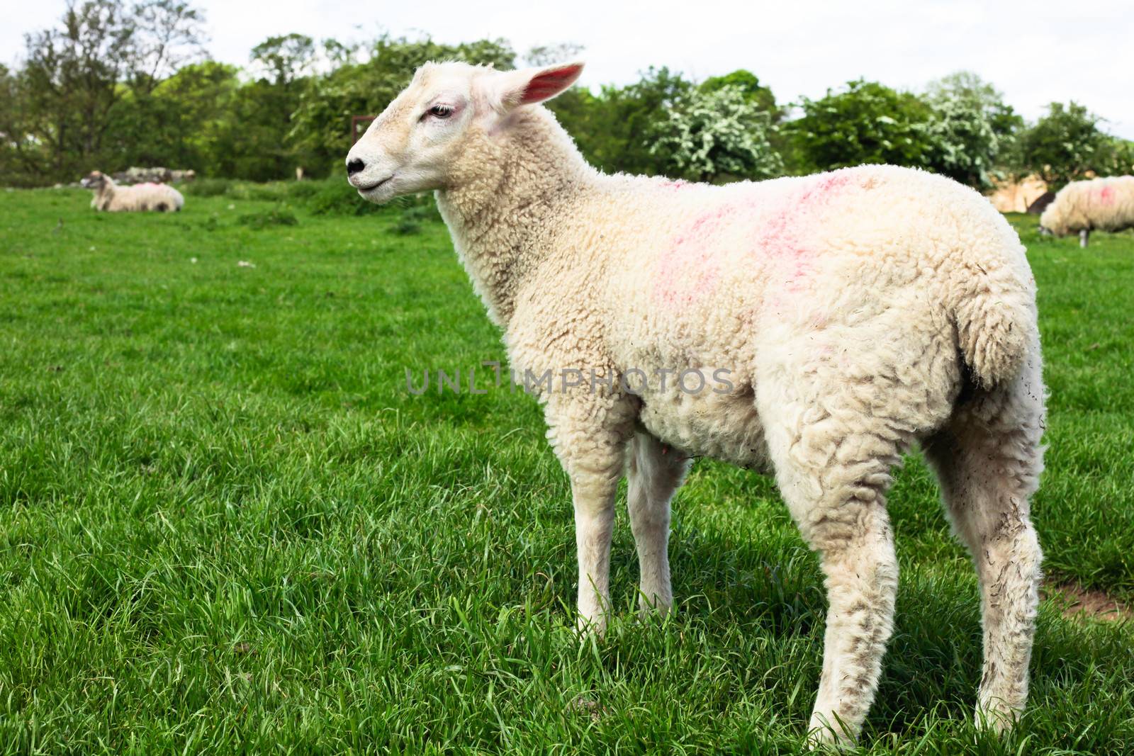 A young sheep in a lush green field in England