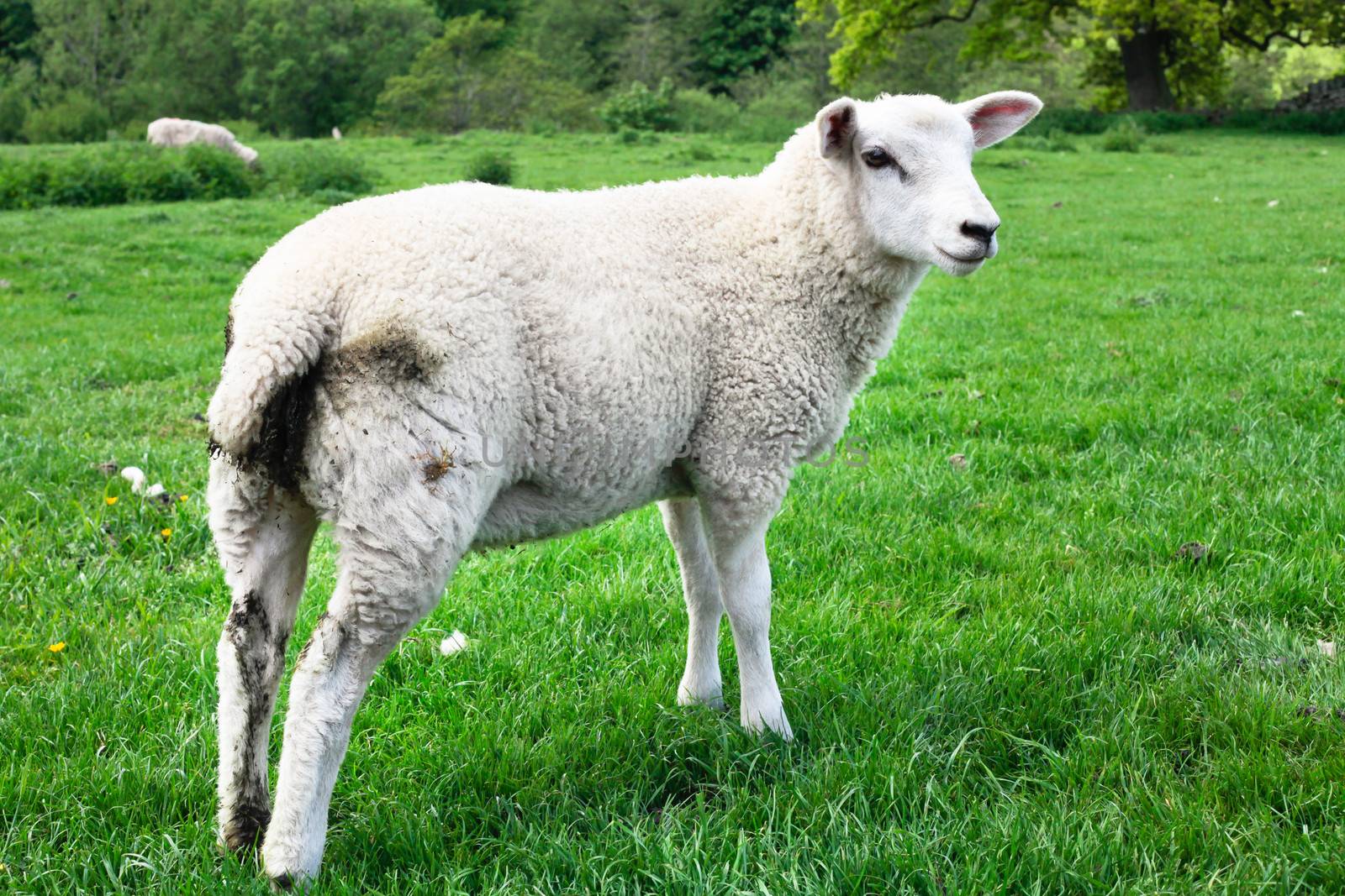 A young sheep in a lush green field in England