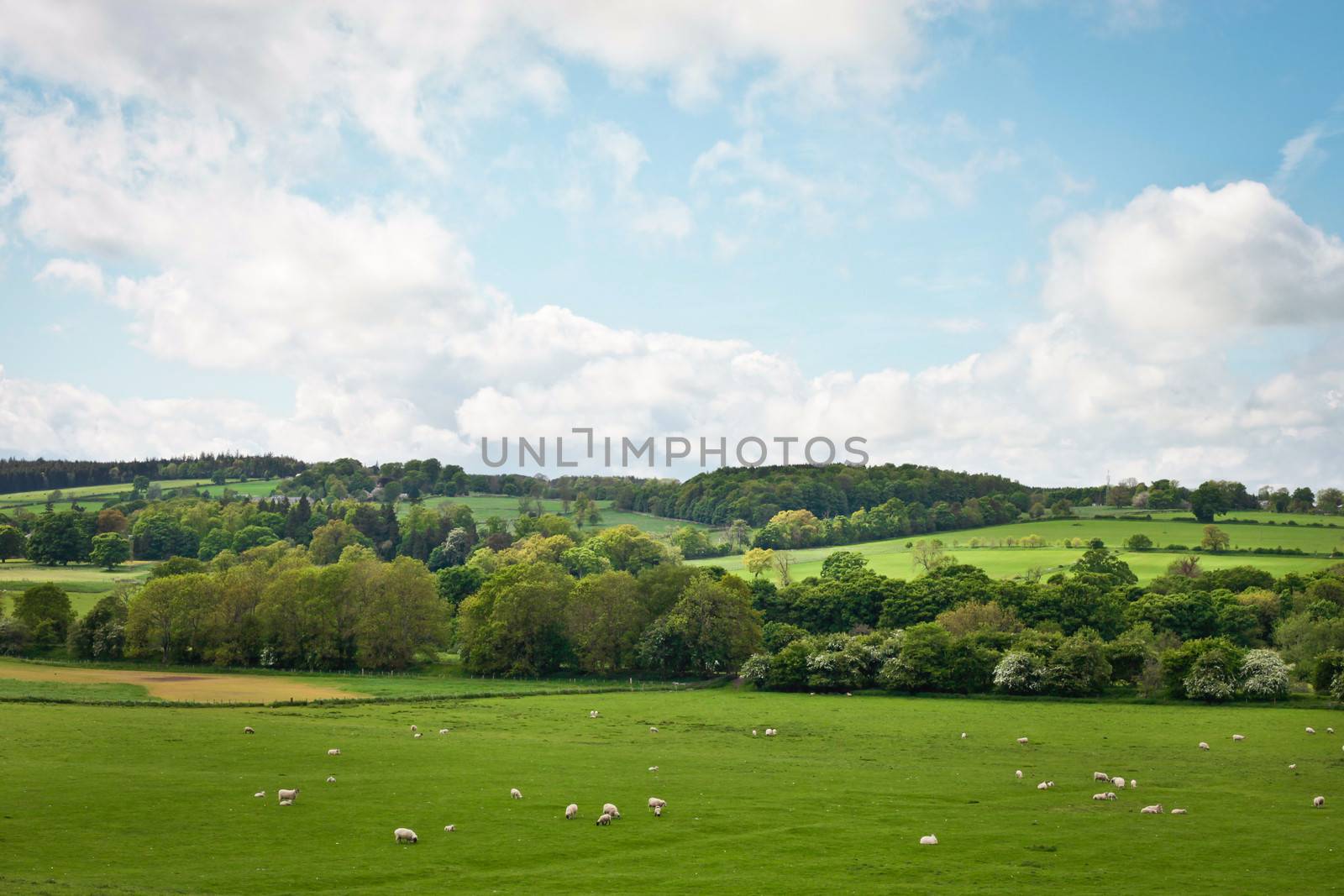 A vibrant Northumberland summer landscape near Hexham