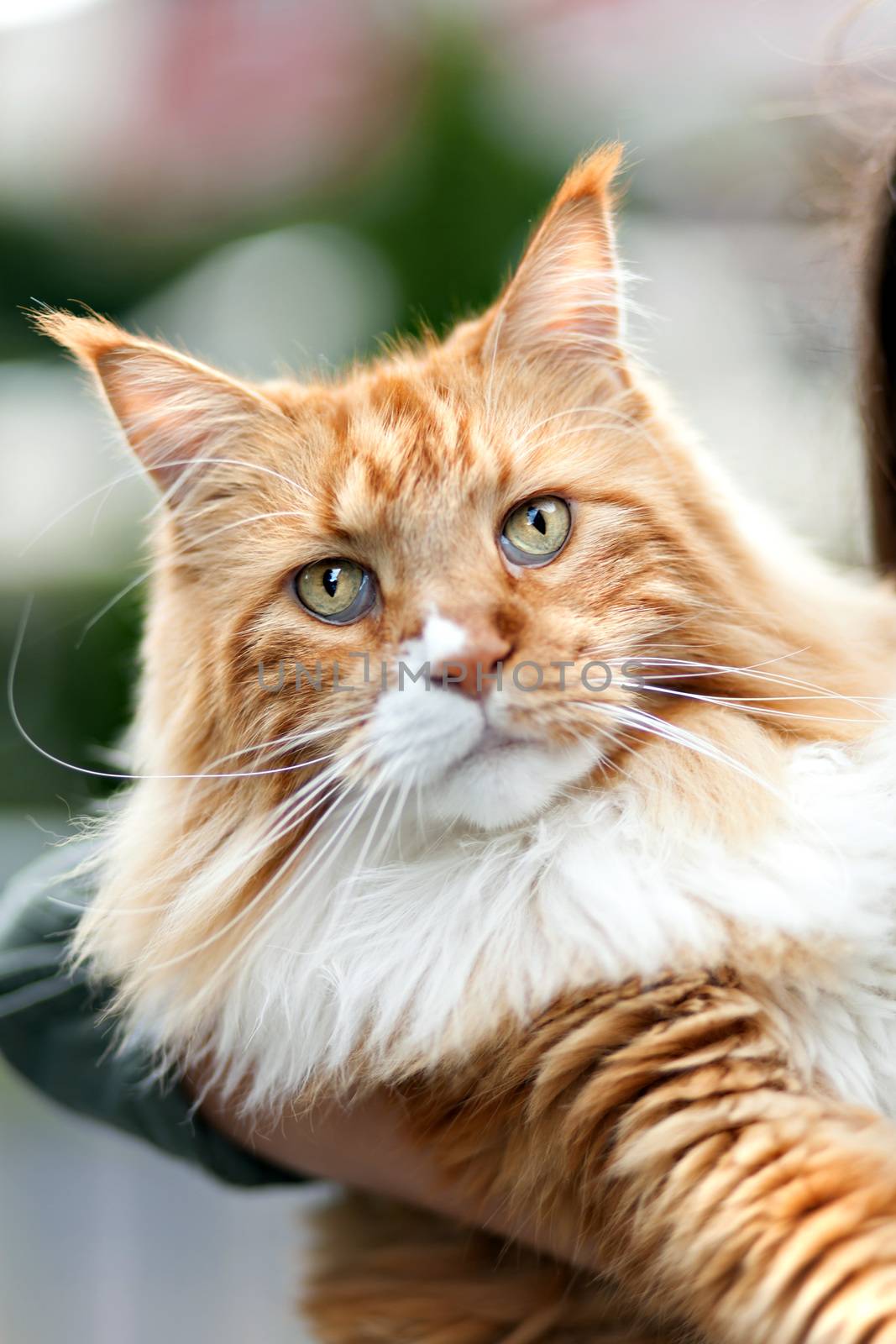 Maine Coon Cat by graficallyminded