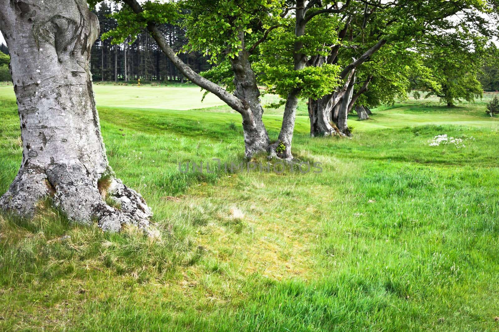 Row of tree trunks in a lush green grass clearing