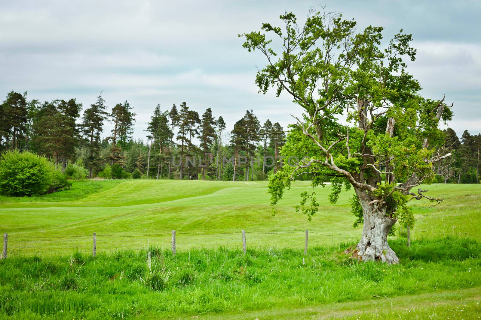 Vibrant Northumberland landscape with trees and a meadow