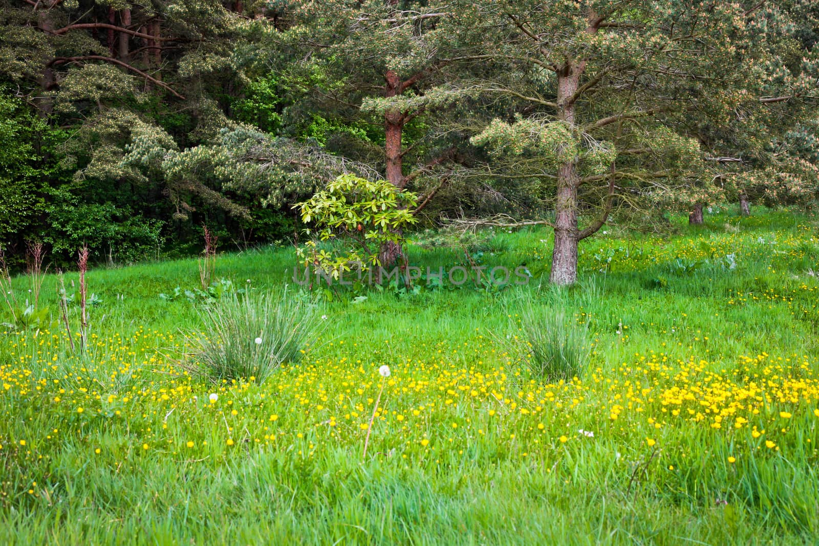 Grassy clearing in a native woodland with buttercups