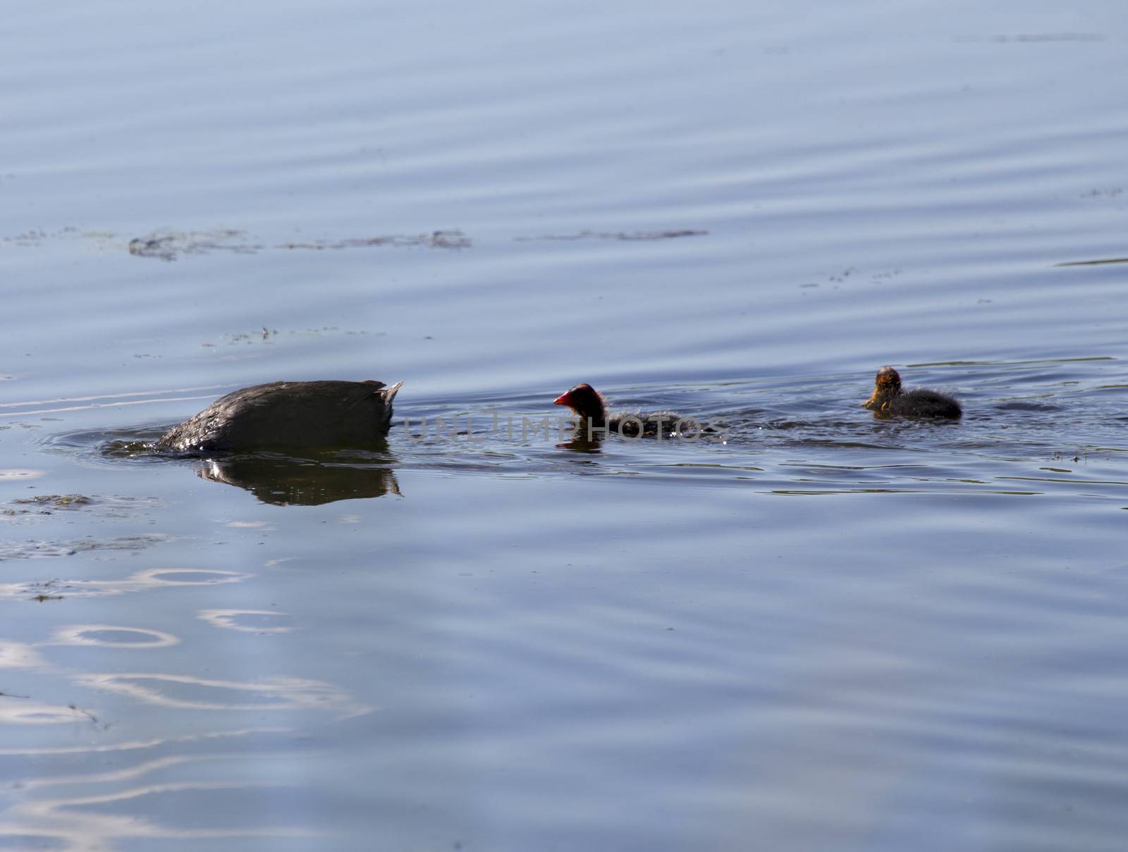 American Coot and babies by pictureguy
