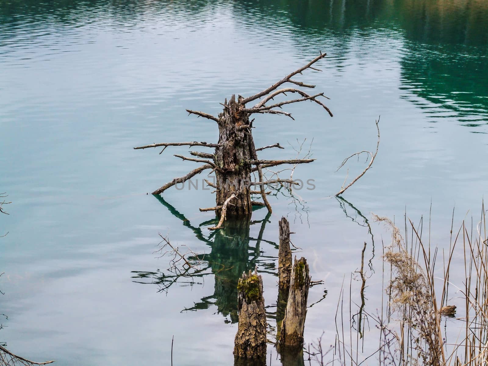 A Dead Tree in the lake. Winter or autumn season.