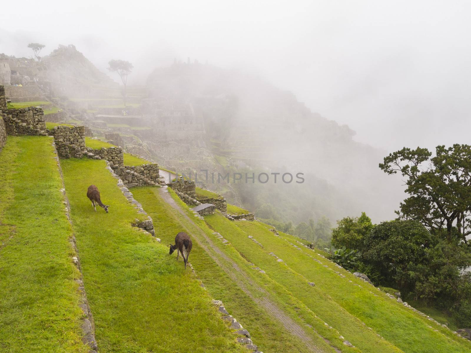 The Terraced Fields in the upper Agricultural Sector of the Machu Picchu, Machupicchu District, Urubamba Province, Cusco Region, Peru.
