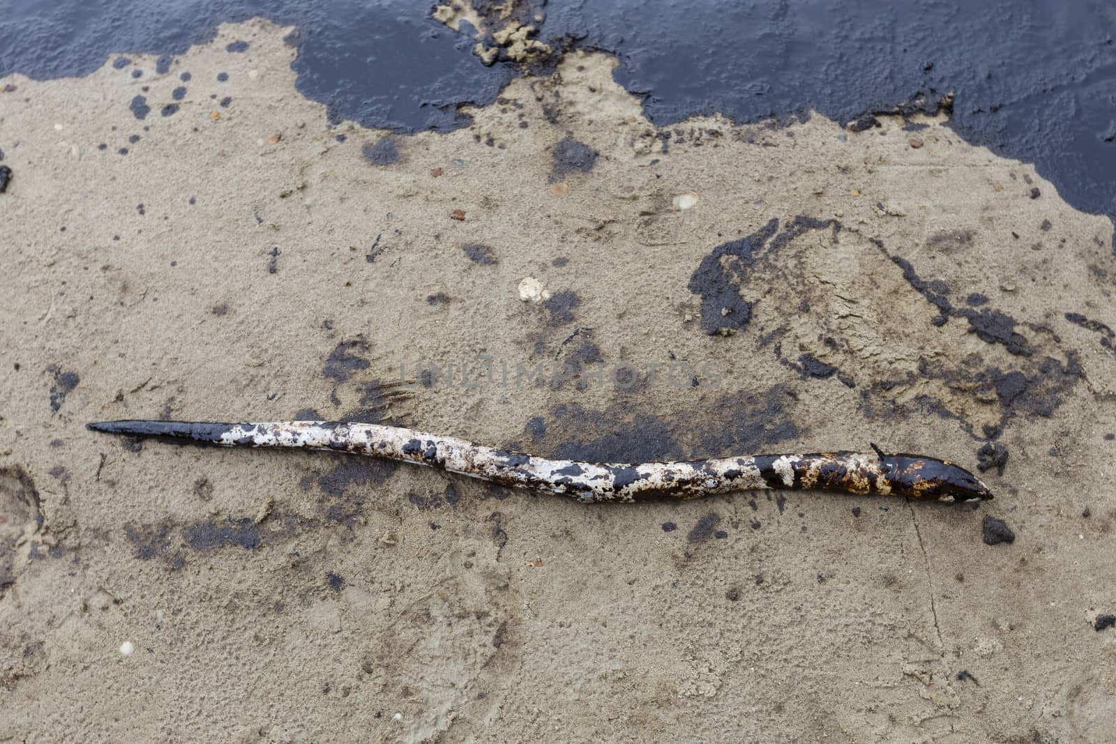 Dead Eel on sand beach stained with Crude Oil on oil spill accident on Ao Prao Beach at Samet island on July 31,2013 in Rayong,Thailand