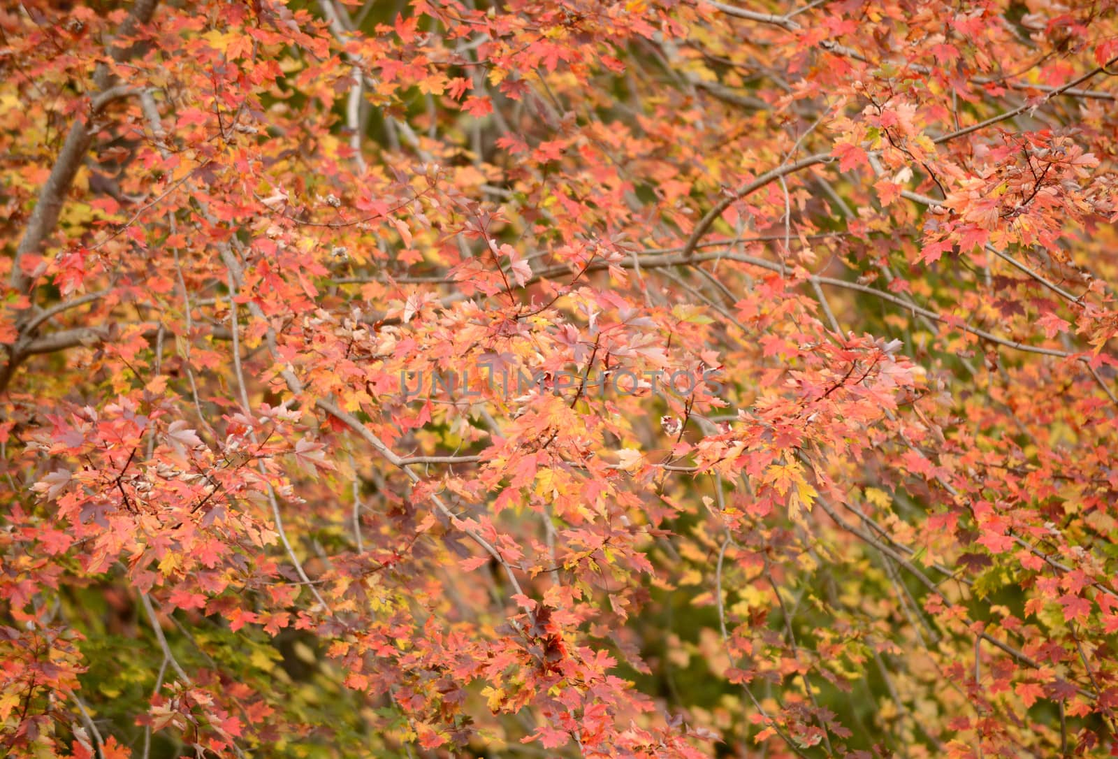 orange maple leaves by ftlaudgirl