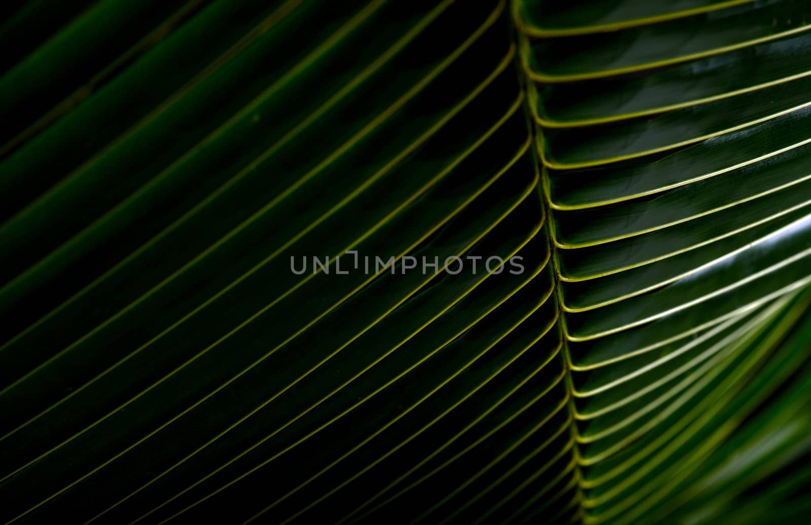 green palm frond background