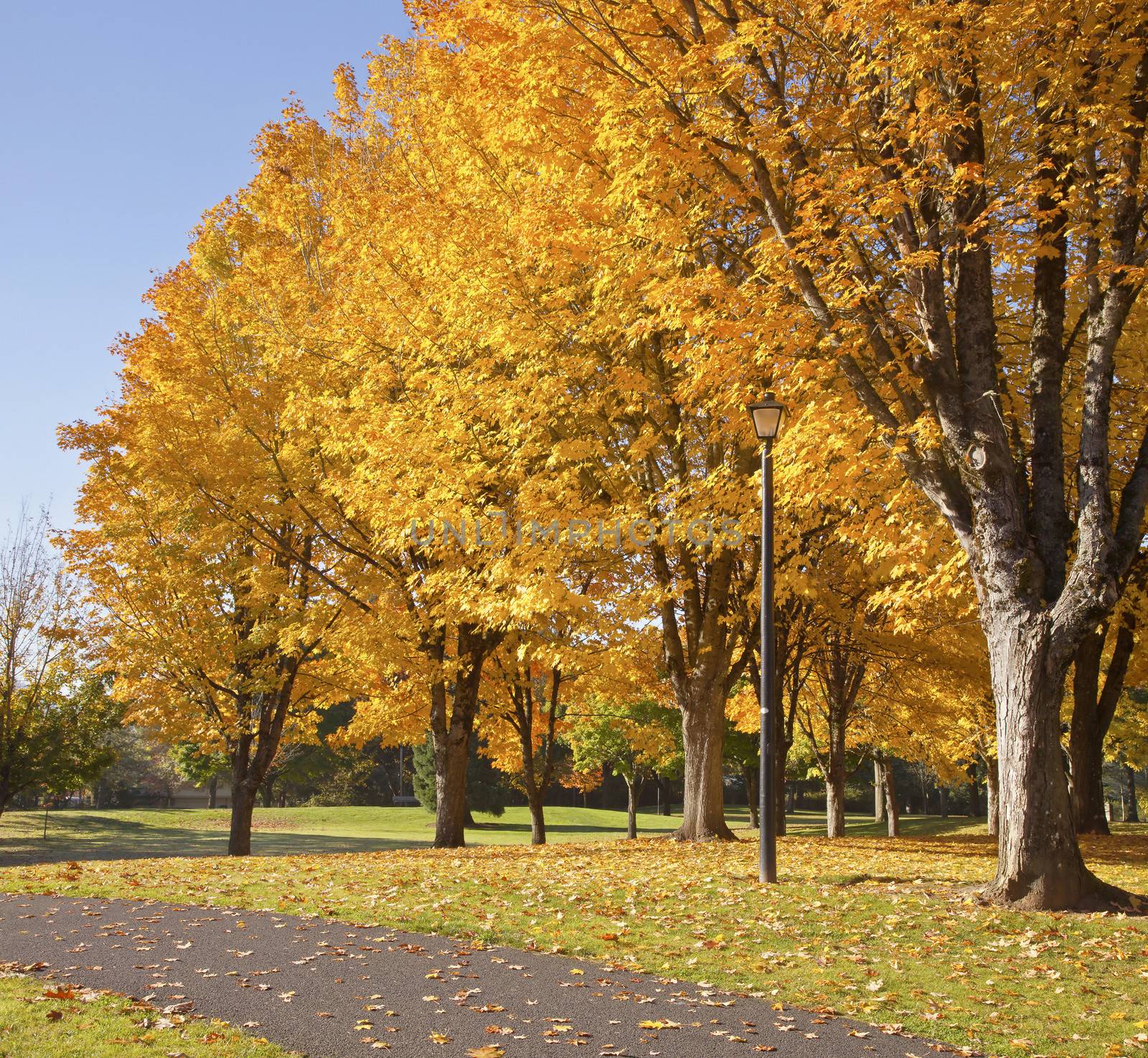 Golden colors in Autumn Bellavista park Oregon. by Rigucci