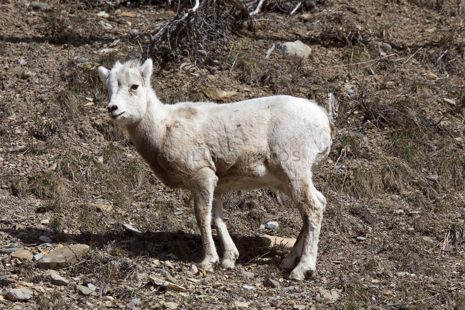 Rocky Mountain Sheep by pictureguy