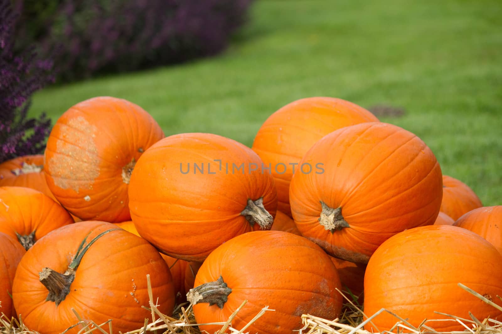 Pumpkins in autumn