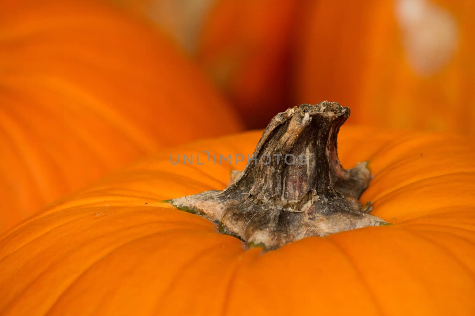 detail of pumpkins